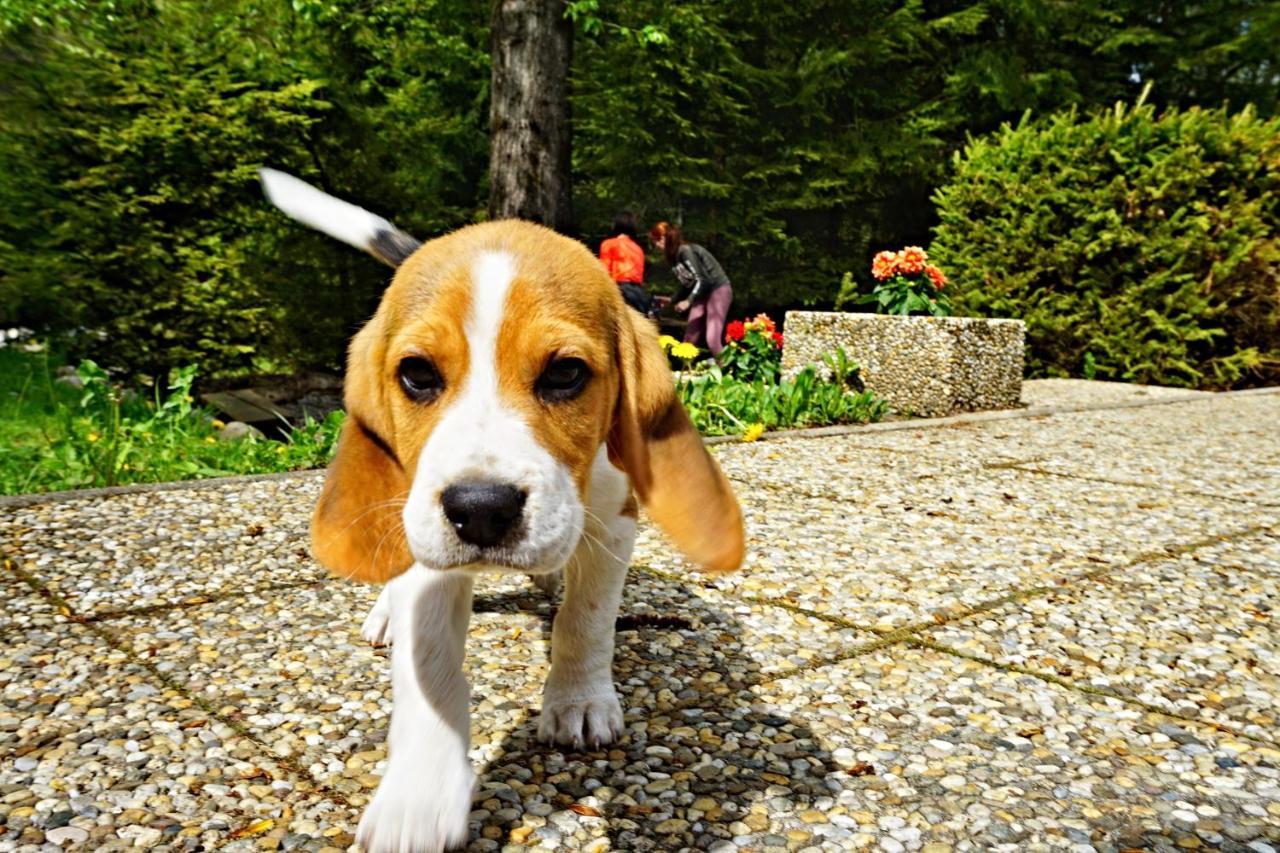 Chata Bacova Skala Liptovský Ján Esterno foto
